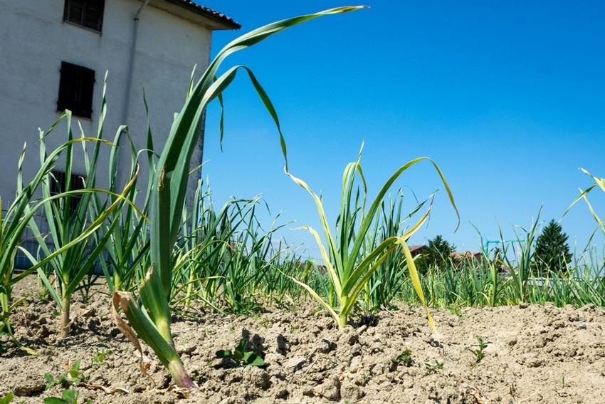 Garlic Plant