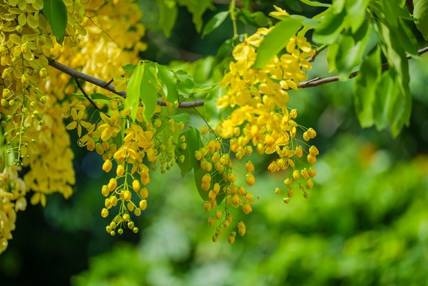 Golden Shower Tree Amaltas