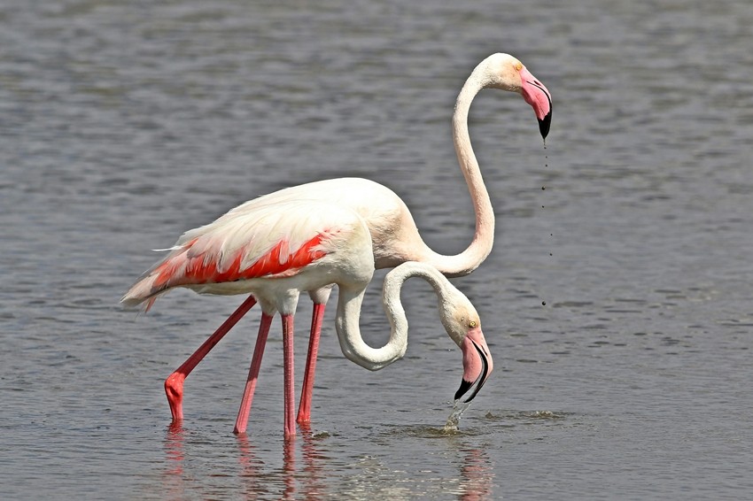 Greater flamingos