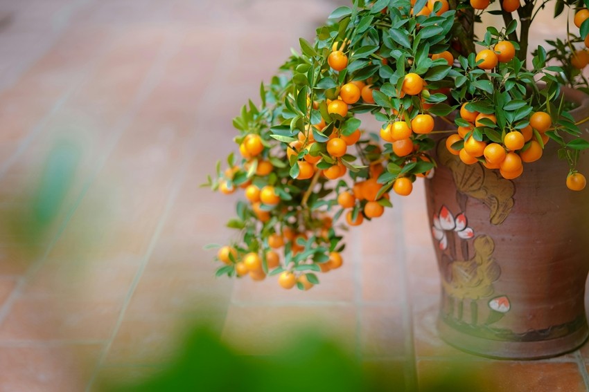 Grow Fresh Organic Fruits at Home With These Compact Fruit Trees