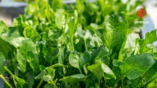 Grow Healthy Spinach at Home with These Simple Tips