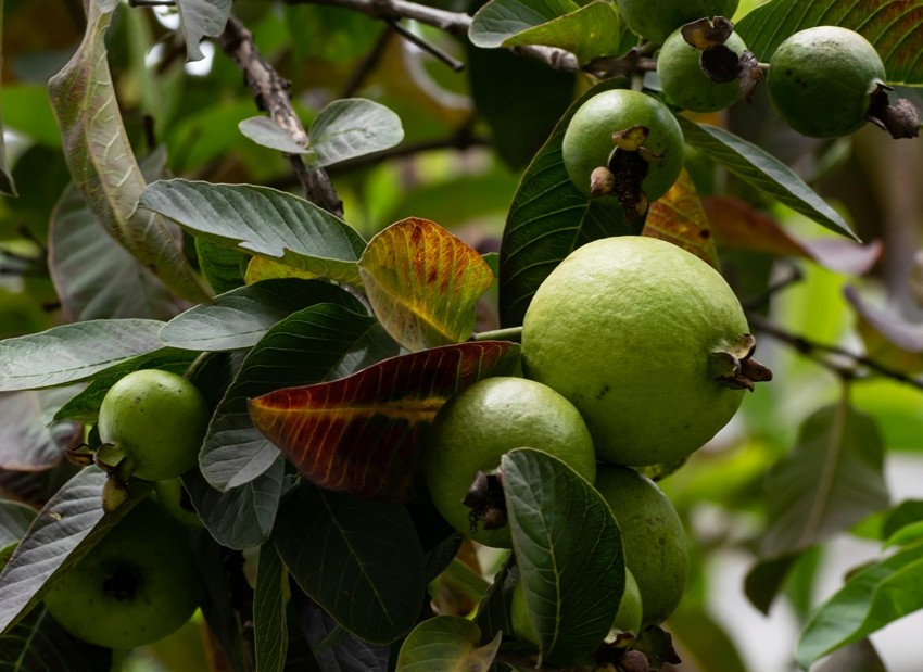 Guava