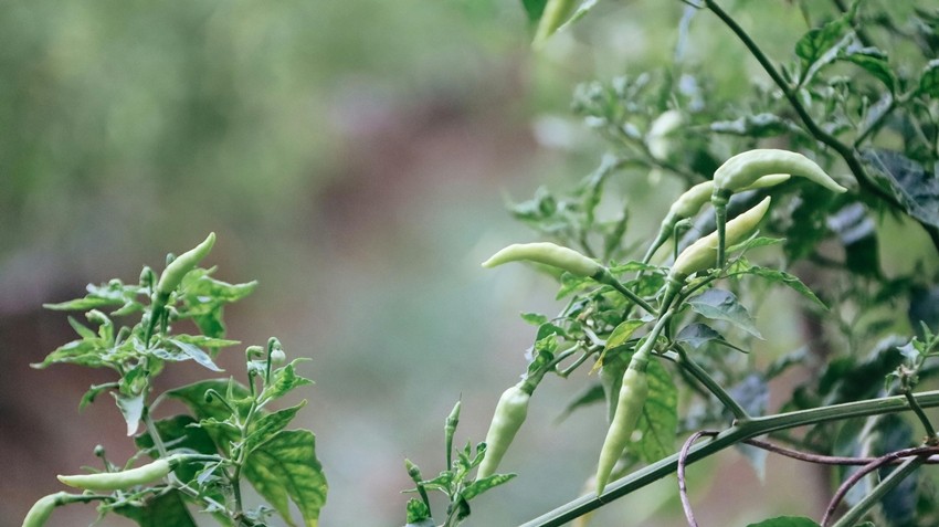 Guntur chilli market