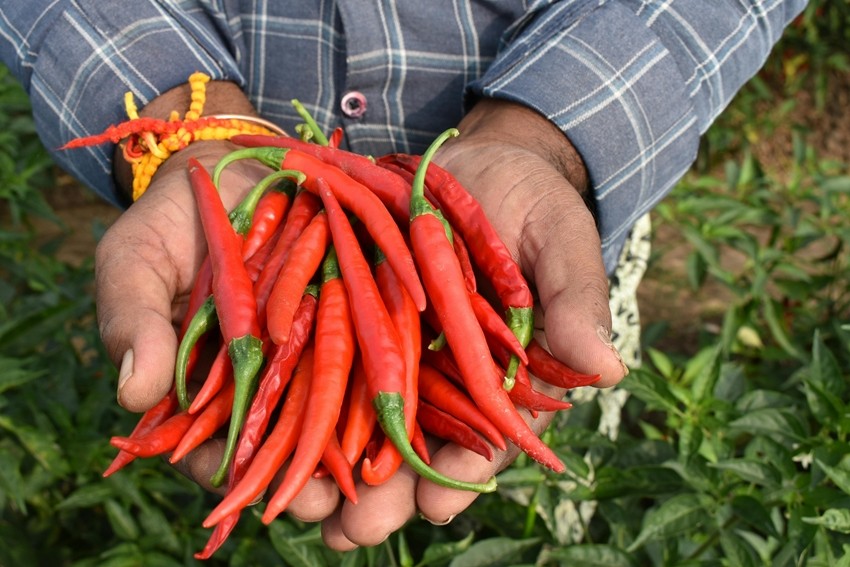 Guntur chilli