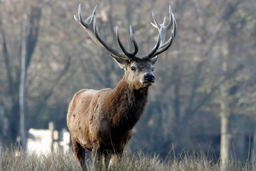 Hangul (Kashmir Stag)