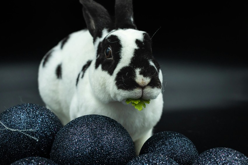 Harlequin rabbit