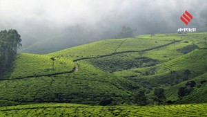 अगर चाहिए सुकून भरी छुट्टी, तो इन शानदार चाय बागानों का करें रुख, हरियाली और पहाड़ों के बीच मिलेगा रिफ्रेशिंग अनुभव