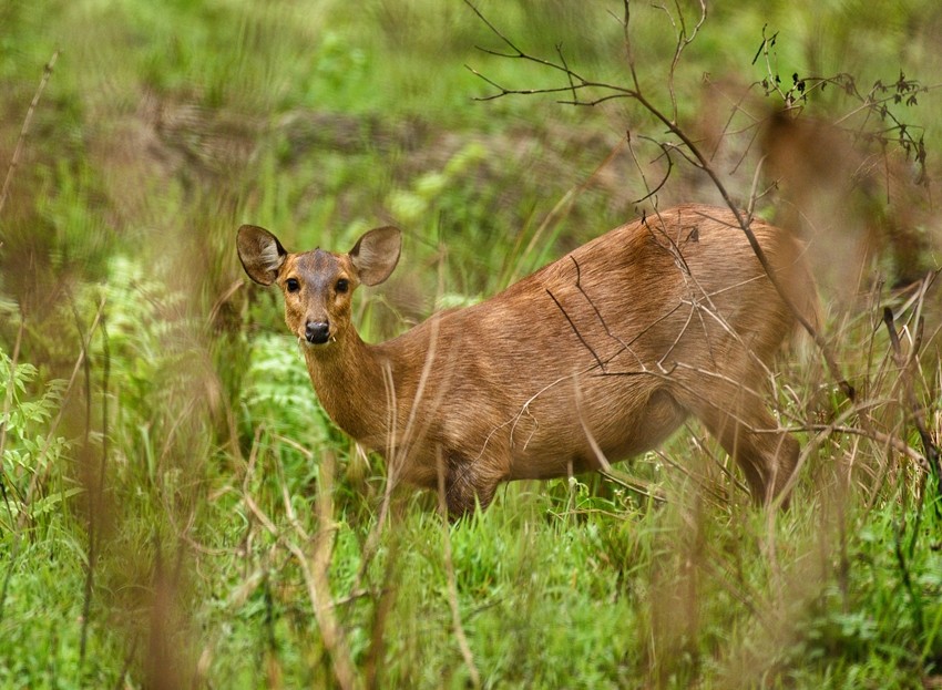 Hog Deer