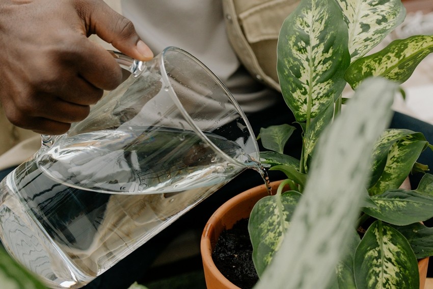 Home gardening tips