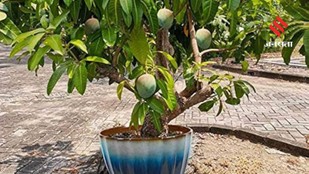 How To Plant And Care For A Mango Tree In A Container