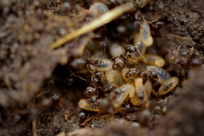 How to remove termites from furniture