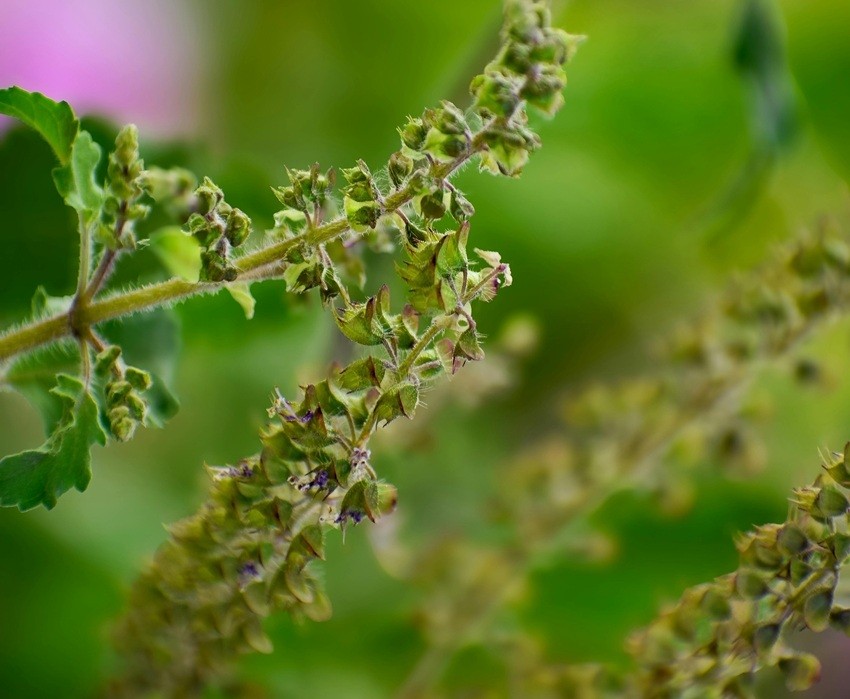How to save tulsi plant