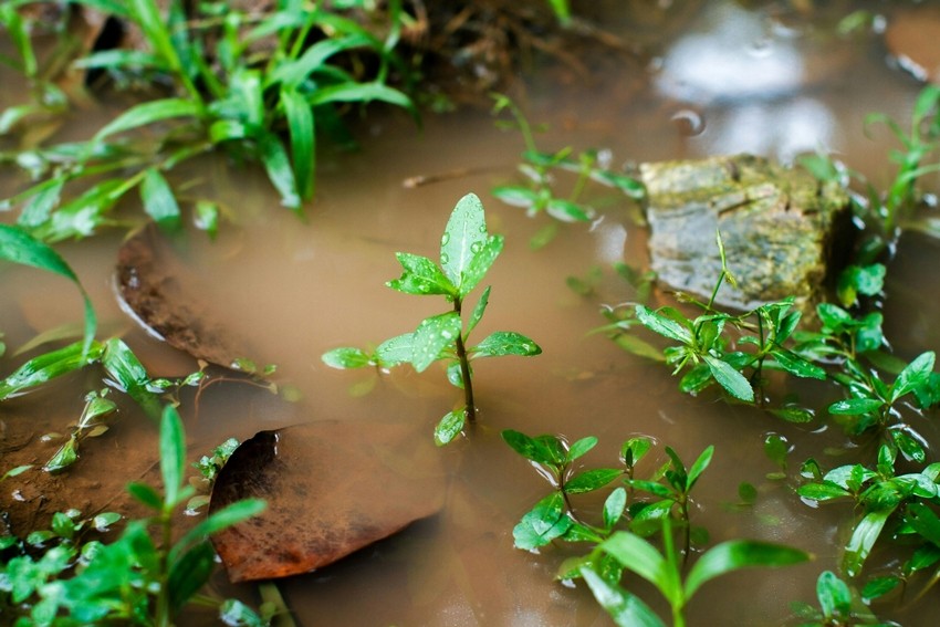 How to water plants in summer