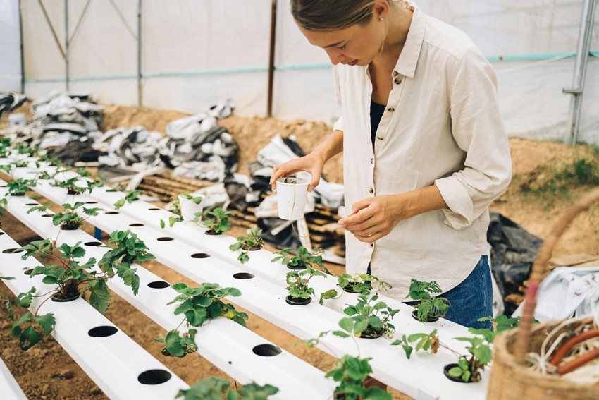 Hydroponic Gardening