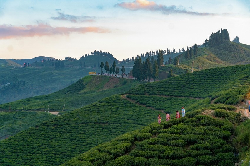 Ilam Tea Gardens, Nepal