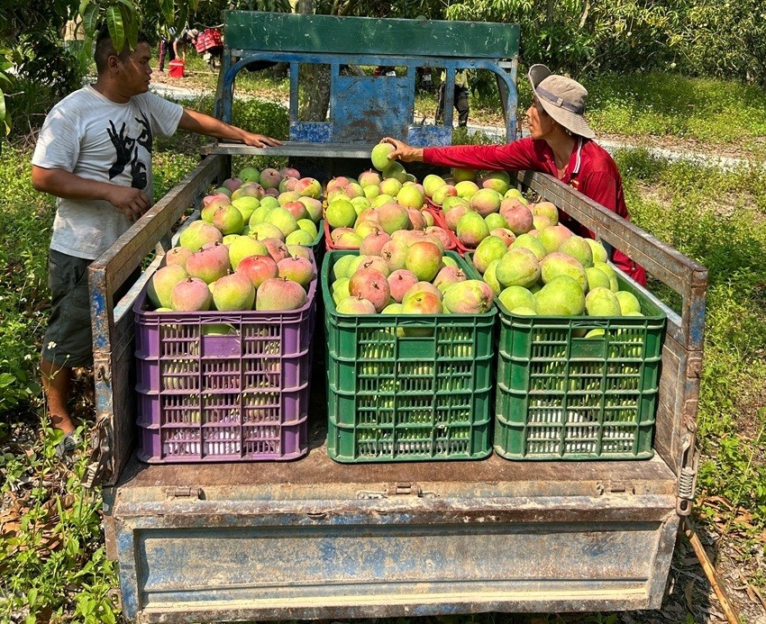 India Japan mango trade