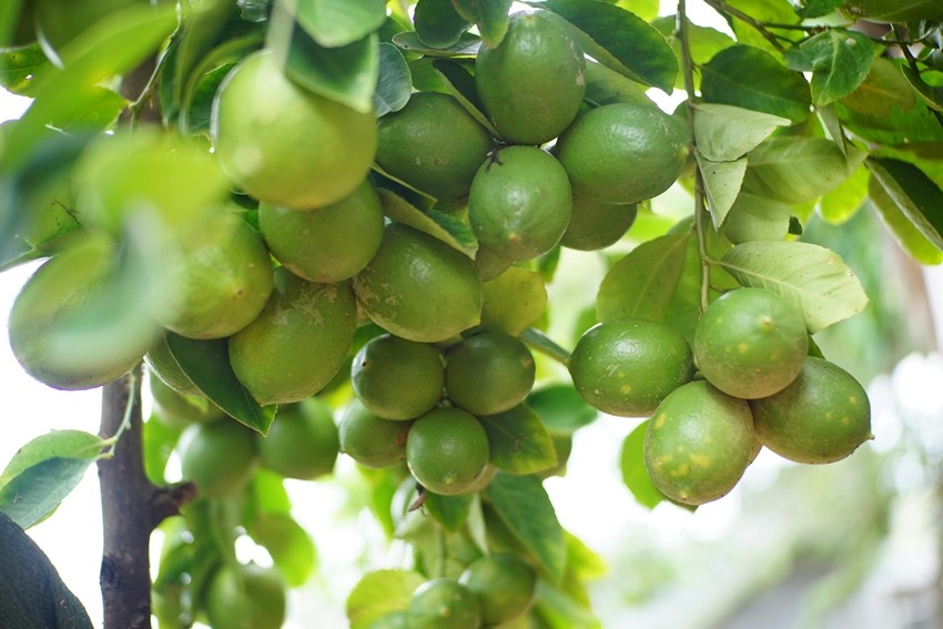 India lemon production