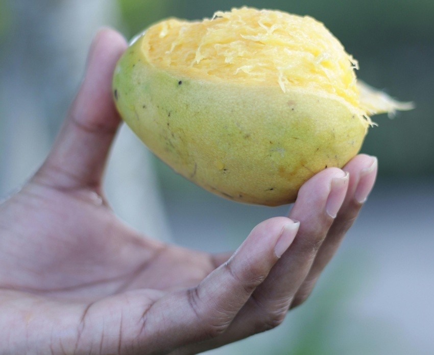 Indian mango varieties