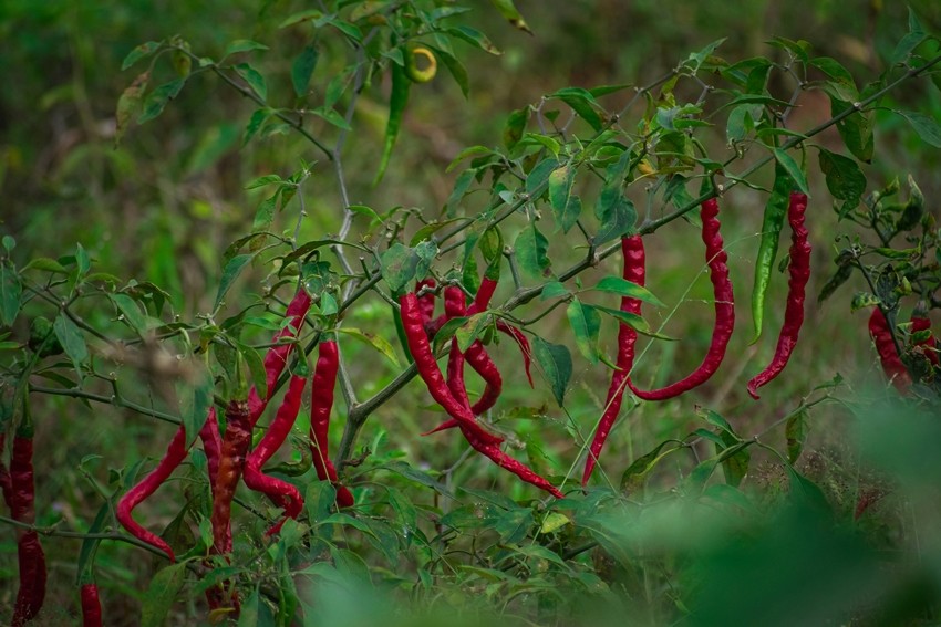 Indian spice hub
