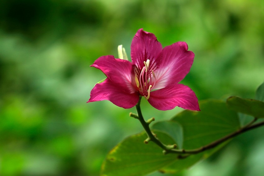 Indian summer flowers