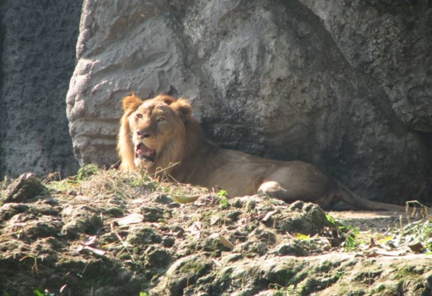 Indian zoo heritage