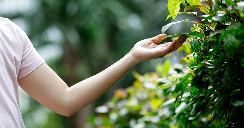 International Plant Protection Convention