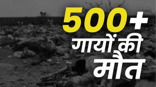 dead cows found at dumping yard, Jaisalmer municipal dumping yard case, cow carcasses viral news Rajasthan, Jaisalmer cow carcasses viral video,