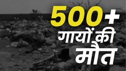 जैसलमेर के डंपिंग यार्ड में सड़ रहे 500 गायों के शव, Video Viral