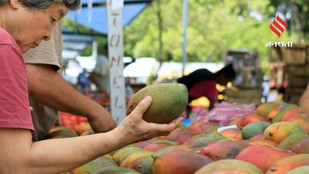 Japan Imposes Fresh Restrictions on Indian Mango Exports After 20 Years