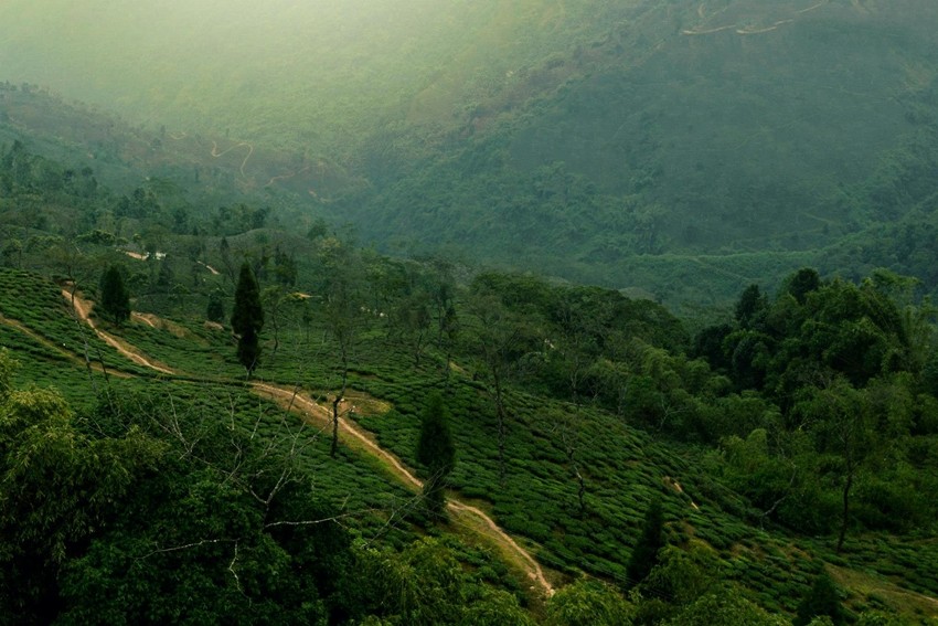 Kanchanjangha Tea Estates, India