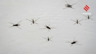 Keep Mosquitoes Away Naturally with These Easy Household Tips