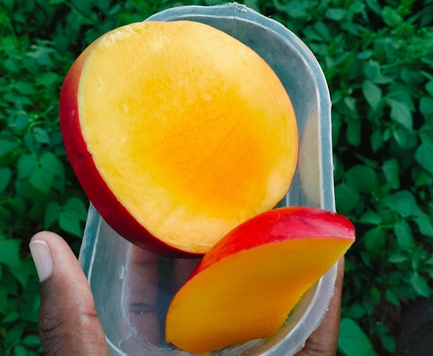 Kesar mango exports