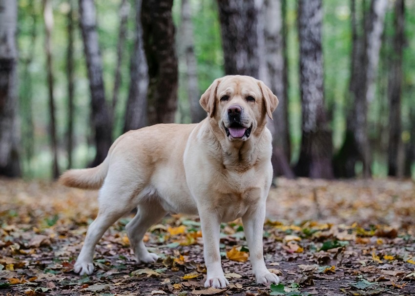 Labrador Retriever