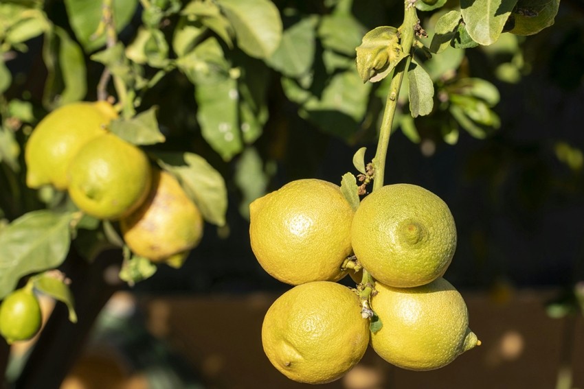 Lemon farming in India
