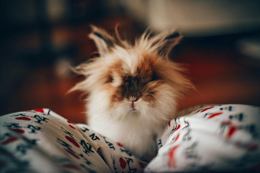 Lionhead rabbit