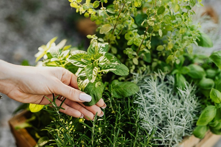 Living Garden Gift Create a starter herb or balcony garden, basil, mint, chillies