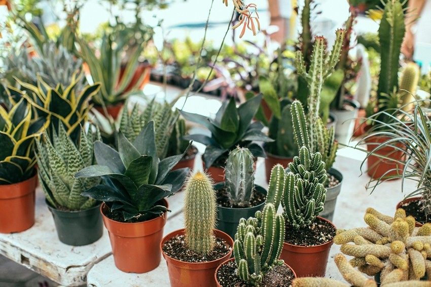 Low water plants