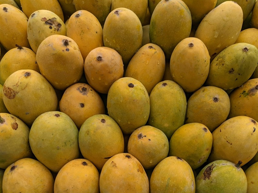 Mango import suspension Japan