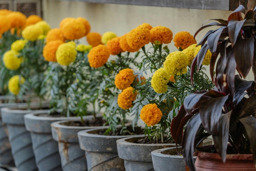 Marigold