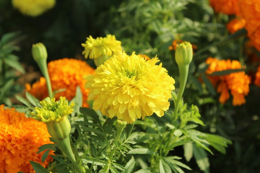Marigold