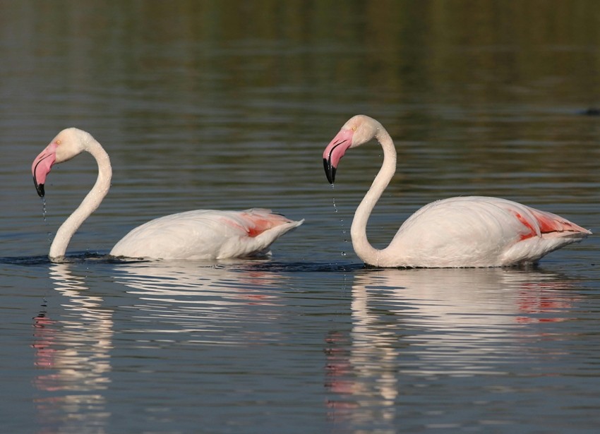 Migratory birds in India