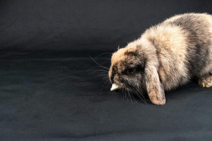 Mini Lop