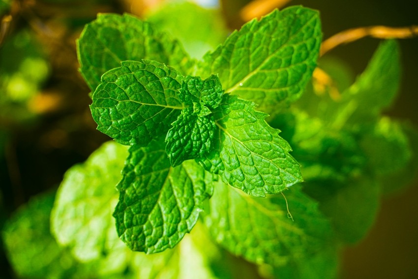 Mint (Pudina)