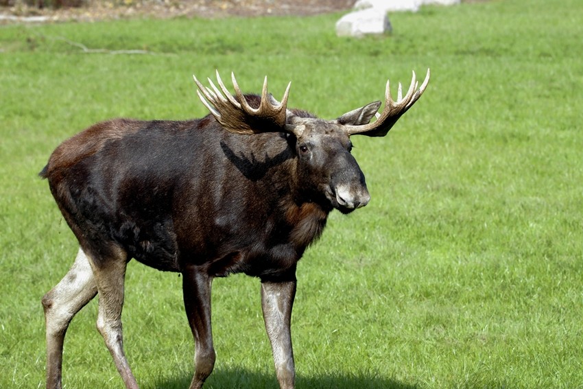 Moose