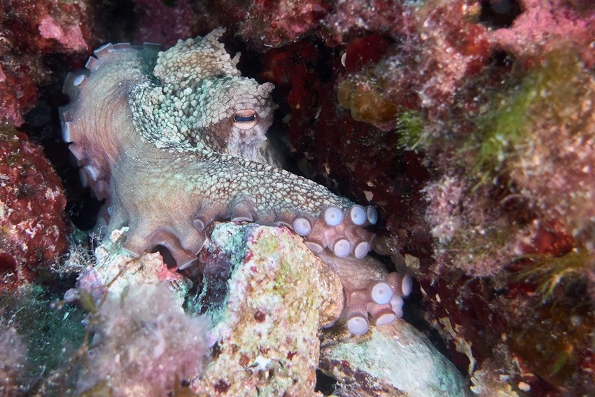Mother octopus sacrifice