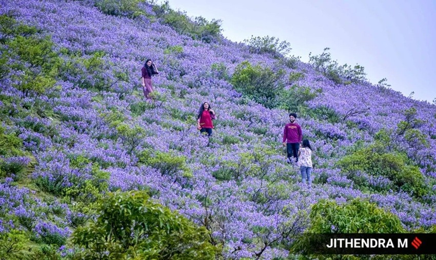 Munnar Neelakurinji bloom