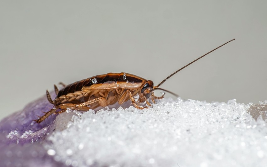 Natural home remedies for cockroaches