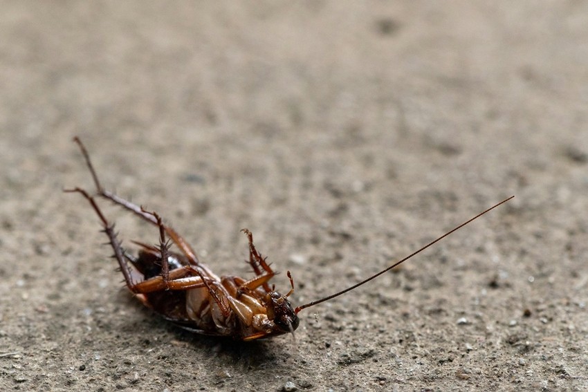 Natural ways to keep cockroaches away
