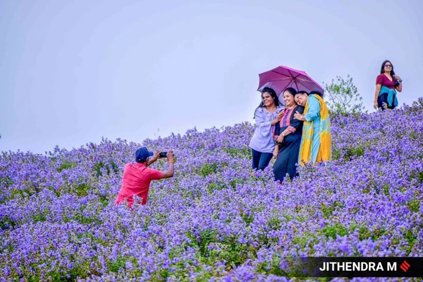 Neelakurinji flower