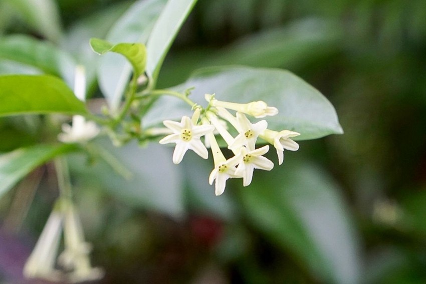 Night Blooming Jasmine Raat Rani